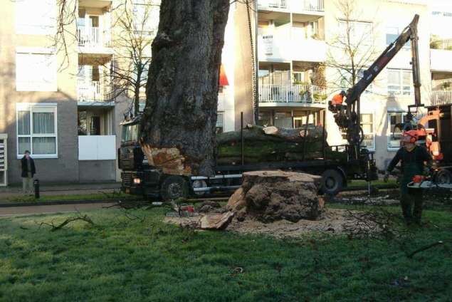 de stam heeft een doorsnee van meer dan 140 cm dikhout, afkorten tot 2 meter hout hovenier Tilburg Breda Eindhoven Vught coniferen verwijderen